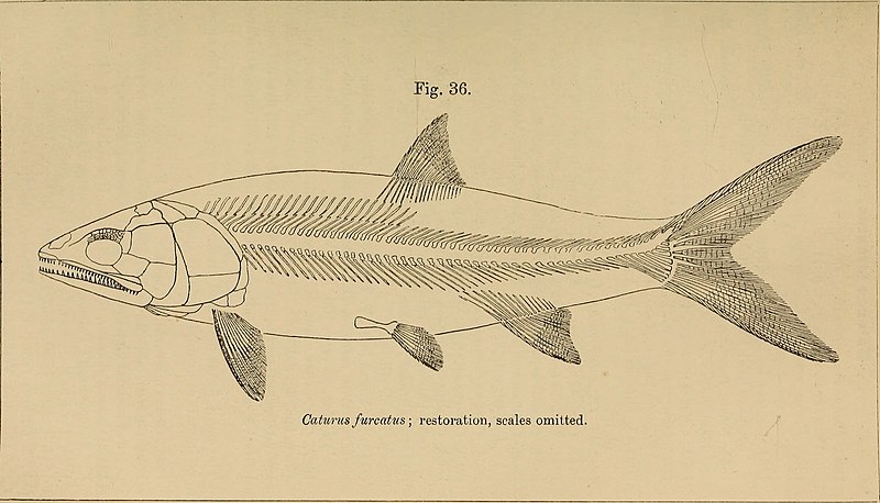File:Catalogue of the fossil fishes in the British Museum (Natural History) (1889) (20392373950).jpg