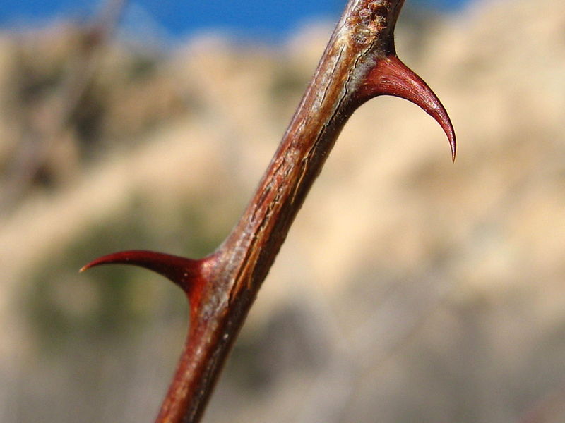 File:Catclaw acacia (Acacia greggii); Wonderland of Rocks - 12525865345.jpg