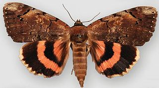 <i>Catocala carissima</i> Species of moth