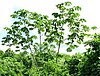 Cecropia peltata-cluster.jpg