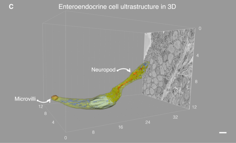 File:Celula L Estructura.png