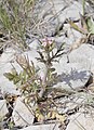 Centranthus-calcitrapae-St-Series-Roque-JohnWalsh.jpg