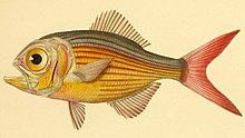 Centroberyx lineatus Histoire naturelle des poissons (Pl. 60) (7949949646).jpg