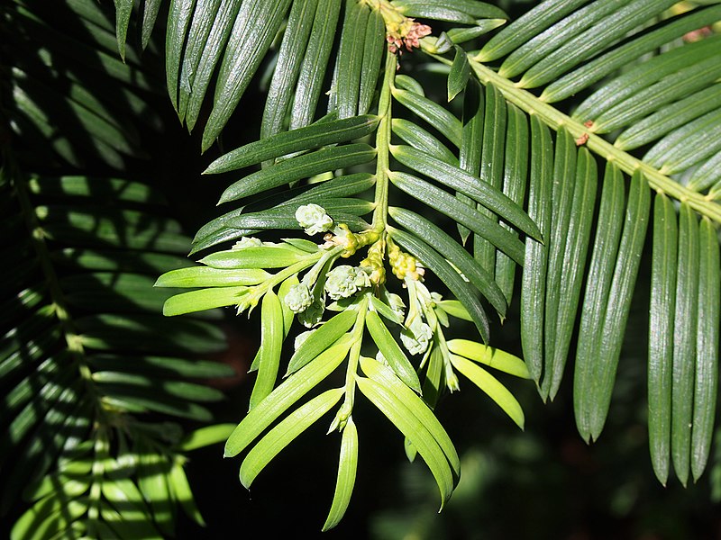 File:Cephalotaxus fortunei Głowocis Fortune'a 2019-06-09 04.jpg