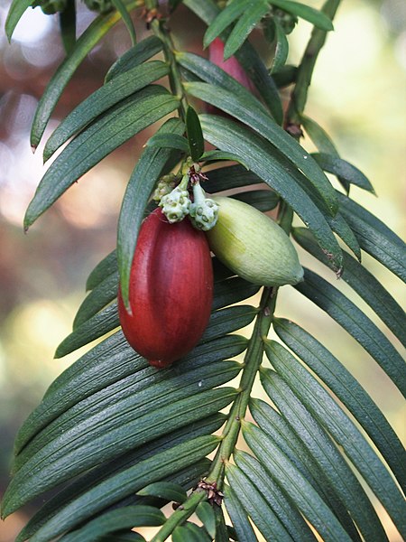 File:Cephalotaxus fortunei Głowocis Fortune'a 2019-10-26 04.jpg