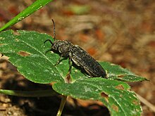 Cerambycidae - Asemum striatum.JPG