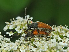 Cerambycidae - Pseudovadonia livida.JPG