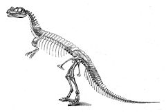 CeratosaurusSkeleton