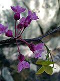 Thumbnail for File:Cercis canadensis - Eastern Redbud 3.jpg