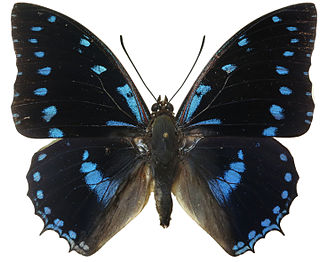 <i>Charaxes ameliae</i> Species of butterfly