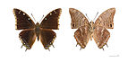 Charaxes kheili