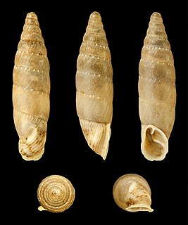 <i>Charpentieria ornata</i> Species of gastropod