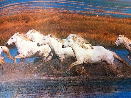 Image classique du cheval Camargue « sauvage et libre ».