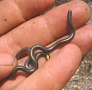 Chiapas-small-snake.jpg