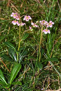 <i>Chimaphila umbellata</i> Species of flowering plant