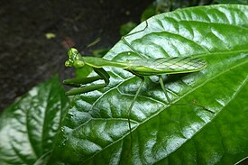 Chlorocalis maternaschulzei