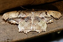 Chorodna complicataria (Geometridae Ennominae Boarmiini) .jpg