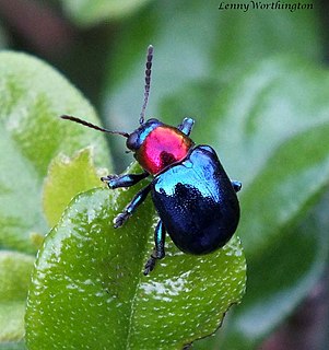 <i>Parheminodes</i> Genus of leaf beetles