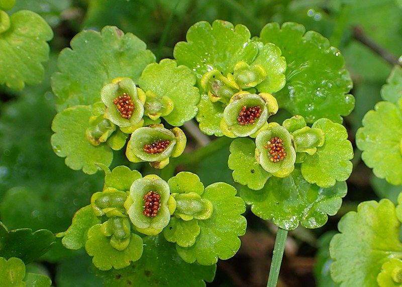 File:Chrysosplenium alternifolium kz09.jpg