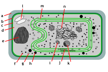 Cyanobacteriota: Anatomía, Fisiología y células especializadas, Niveles de organización