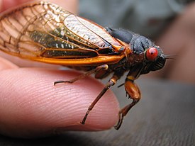 Cicada-2.jpg