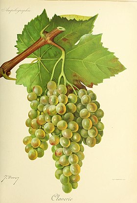 Claverie (variedad de uva)