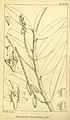Cleisostoma scortechinii plate 2138 in: Hooker's Icones Plantarum (Orchidaceae), volume 22 (1894)