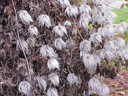 Clematis tangutica1.jpg