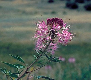 <i>Cleomella serrulata</i> Species of flowering plant