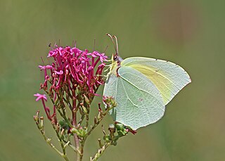 <i>Gonepteryx cleopatra</i> Species of butterfly