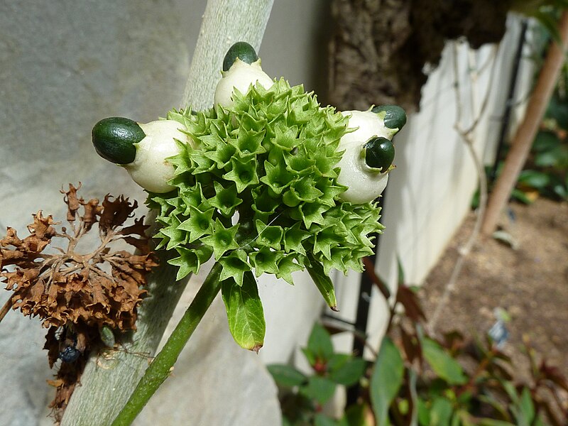 File:Clerodendrum schweinfurthii (Verbenaceae).JPG