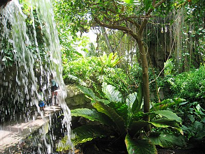 Сад джунгли. Лианы в Ботаническом саду. Кливлендский Ботанический сад. Водопад в Ботаническом саду.