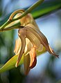 Coelogyne cuprea