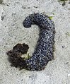 * Nomination Tubular sea cucumber (Holothuria tubulosa), Arrábida Natural Park, Portugal --Poco a poco 06:40, 30 August 2021 (UTC) * Promotion  Support Good quality. --Tagooty 08:11, 30 August 2021 (UTC)
