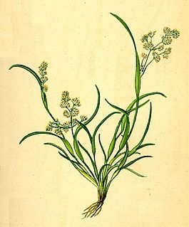 <i>Coleanthus</i> Genus of grasses