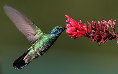 Kolibry są ważnymi zapylaczami wielu gatunków roślin