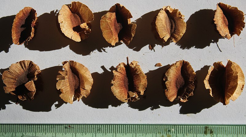 File:Combretum hereroense seeds, by Omar Hoftun.jpg