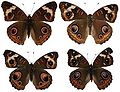 Junonia coenia dorsal variation