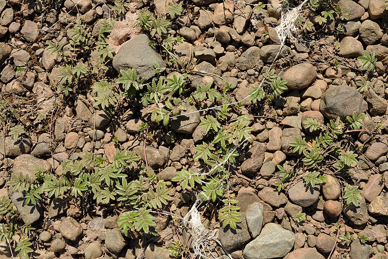 File:Common Silverweed (Argentina anserina) - Springdale, Newfoundland 2019-08-16.jpg