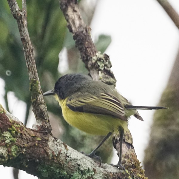 File:Common tody-flycatcher (16394343838).jpg