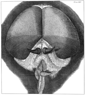 Compound Eye