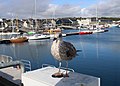 Un goëland juvénile dans le port de Concarneau.