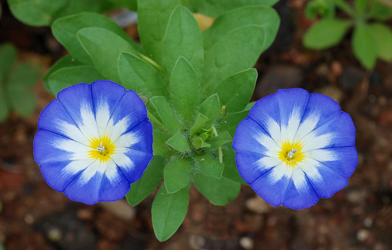 File:Convolvulus April 2010-4a.jpg