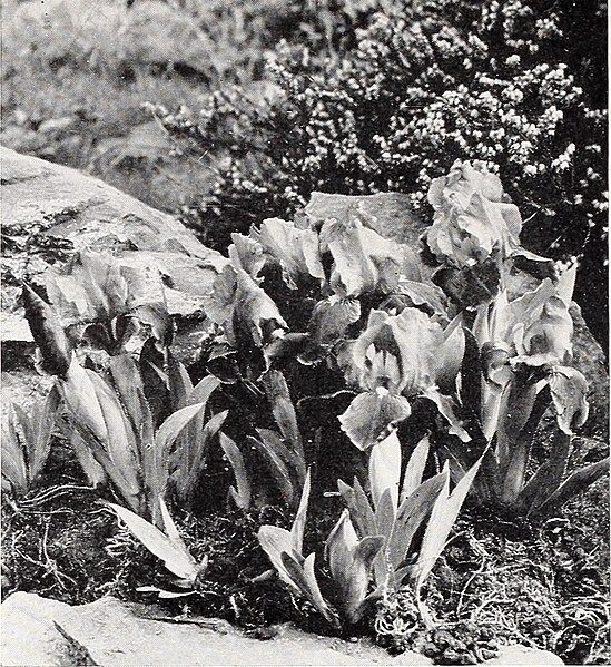 File:Cooley's Gardens - Silverton Oregon 1935 (1935) (20505951739).jpg