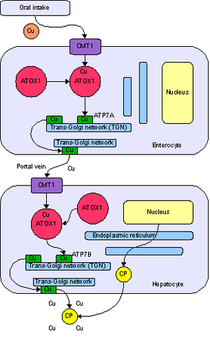 Copper metabolism.png