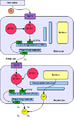 Kupfermetabolismus (bei Morbus Wilson: Defekt von ATP7B)