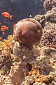 * Nomination Coral (Siderastrea savignyana), Ras Muhammad National Park, Egypt --Poco a poco 08:50, 22 August 2022 (UTC) * Promotion  Support Good quality. --George Chernilevsky 08:54, 22 August 2022 (UTC)