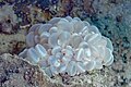 * Nomination Bubble coral (Plerogyra sinuosa), Anilao, Philippines --Poco a poco 15:22, 27 June 2024 (UTC) * Promotion Good quality. --Snowmanstudios 04:58, 28 June 2024 (UTC)