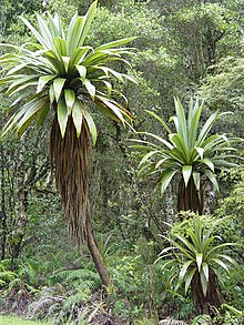 Cordyline indivisa along the southern approach to Mt. Ruapehu.jpg