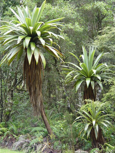 File:Cordyline indivisa along the southern approach to Mt. Ruapehu.jpg